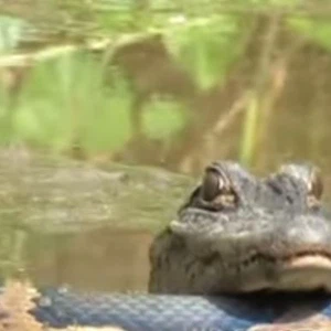 بعكس المألوف أناكوندا وتمساح يعيشان معاً بسلام 