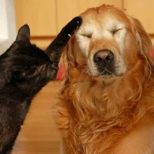 حتى القطط والكلاب تعرف الصداقة
