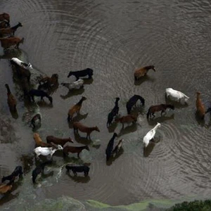 بالصور: معاناة الحيوانات في مواجهة الفيضانات