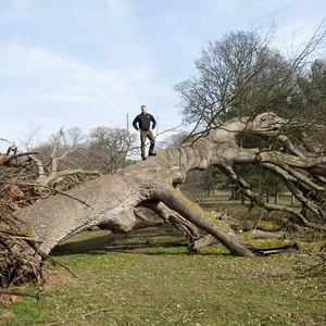 عدد الأشجار المتساقطة التي خلفتها العاصفة وصلت الى الـ 50 