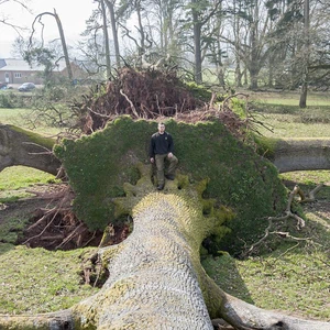 بالصور: عندما تتساقط الأشجار المعمرة في بريطانيا .. شاهد الكارثة  