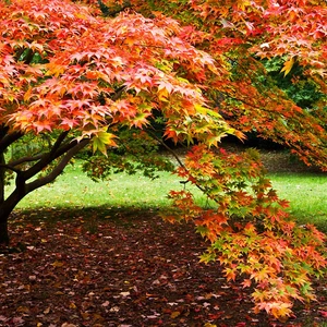 بالصور.. سحر الخريف يزين بريطانيا
