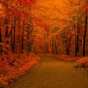 بالصور : جمال لن ترى له مثيلاً .. ألوان أوراق الشجر في فصل الخريف 