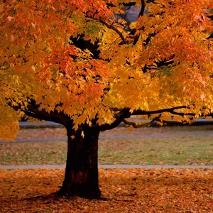 بالصور : جمال لن ترى له مثيلاً .. ألوان أوراق الشجر في فصل الخريف 
