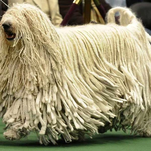 كلب برجاماسكو الراعي: تعيش في جبال الألب المتجمدة