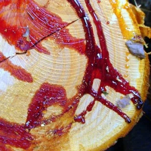 En images : un arbre rare qui saigne au grattage