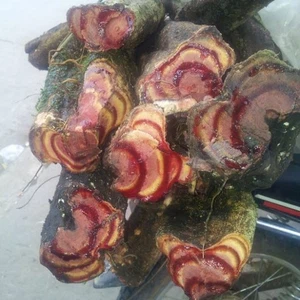 En images : un arbre rare qui saigne au grattage