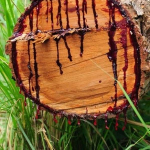 En images : un arbre rare qui saigne au grattage