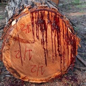 En images : un arbre rare qui saigne au grattage