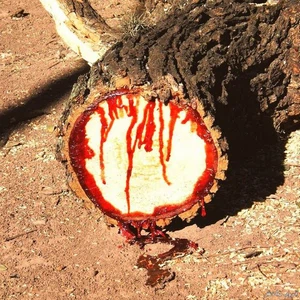 En images : un arbre rare qui saigne au grattage