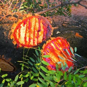 In pictures: a rare tree that bleeds when scratched