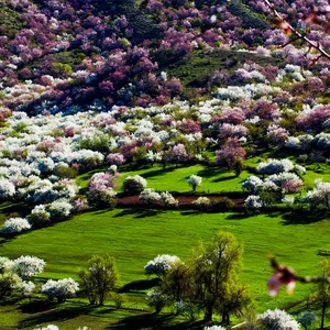 أزهار المشمش الساحرة في الصين.. مشاهد ستدهشك