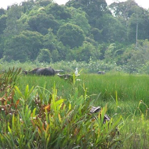 Bruneo Island.. the magic of nature in Malaysia and Indonesia