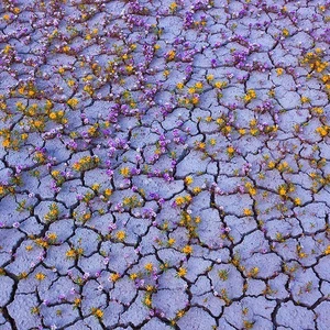 بالصور صحراء كولورادو القاحلة الجافة تتحول لمساحة واسعة من الزهور زاهية الألوان 