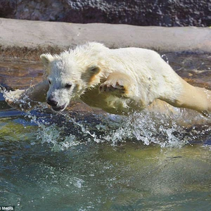 بالصور: أنثى الدب القطبي تعلّم صغارها الغوص