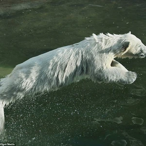 بالصور: أنثى الدب القطبي تعلّم صغارها الغوص