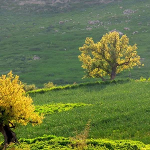 جفين - إربد