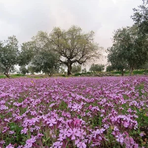 كفر راكب - إربد