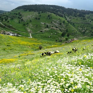 لواء الكورة - محافظة إربد