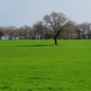 منتزه العشة - إربد