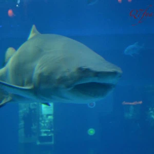 أنت لست في المحيط ولكنك داخل أكواريوم دبي