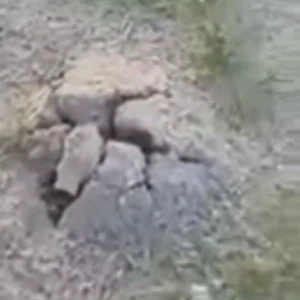 سعودي يحذر الباحثين عن الفقع من خطر كبير يتربص بهم 