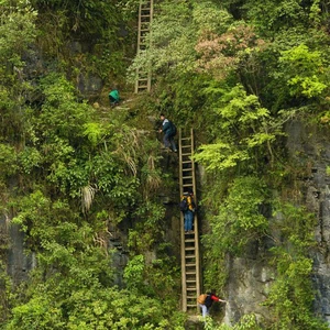  تلاميذ المدارس يتسلقون سلالم خشبية خطرة،  جنوب الصين