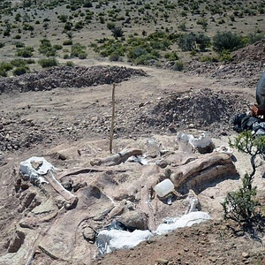 Pictures: Scientists discover fossils of one of the world&#39;s largest dinosaurs in Argentina