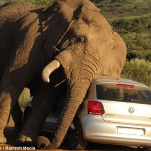 بالصور: فيل ضخم يداعب سيارة ويحاول المشي فوقها !