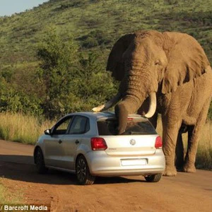 بالصور: فيل ضخم يداعب سيارة ويحاول المشي فوقها !