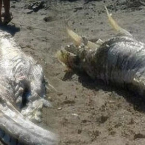 بالصور : العثور على جُثة مخلوق غريب على سواحل إسبانيا