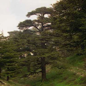 أشجار الأرز - عنجر 
