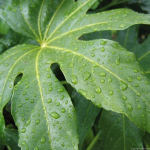 ما علاقة الطقس والظواهر الجوية بعملية التكاثف؟