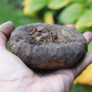 الزهرة البرية  "بخور مريم"  ( CYCLAMEN )