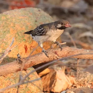 En Afrique vit un oiseau qui comprend le langage humain Qui est