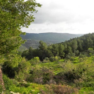 الطبيعة الخلابة في فلسطين