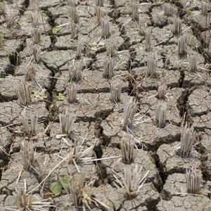 " النينيو" الحالية الأقوى تاريخيا وستبلغ مستويات قياسية 