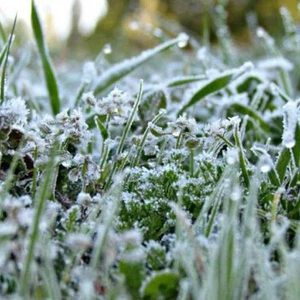 Frost formation