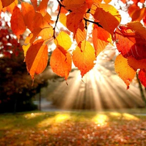 أسباب تدفعك للسفر في فصل الخريف