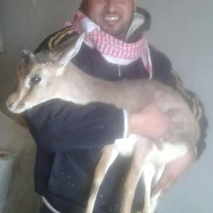 غزال فزع يلجأ لقرية شرق المفرق بعد أن تجاوز الحُدود هرباً من 