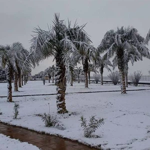 Video | Archival scenes of the historical Rafha snow in 2016 | ArabiaWeather | ArabiaWeather