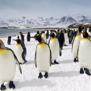 كيف تعمل البطاريق على تدفئة نفسها ؟