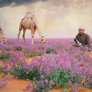 A Saudi photographer dazzles viewers with pictures of camels in a `violet world` from the northern regions of Saudi Arabia