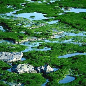 الطحالب من مصادر الطاقة الحيوية الواعدة