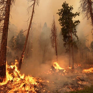 الأردن: تنبيه من تزايد فرص اندلاع حرائق الغابات خلال الموجة الحارة | عرب تايم