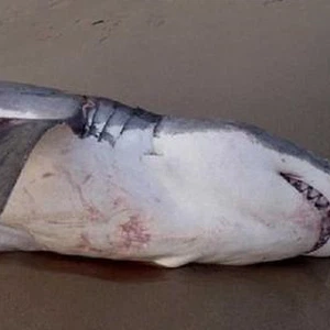 بالفيديو: سمكة قرش تموت مختنقة بعد ابتلاعها أسداً !