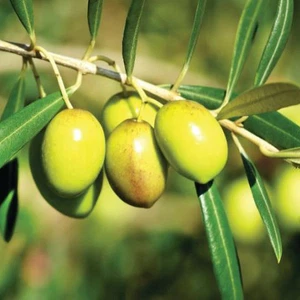 Minister of Agriculture: This year&#39;s olive season will be promising in terms of production and quality.