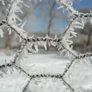 ليالي شديدة البرودة مع حدوث الانجماد اعتباراً من هذه الليلة وحتى نهاية الأسبوع