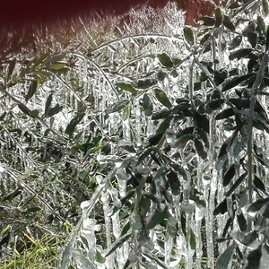 صقيع متوقع في المناطق الشمالية الشرقية ليلة الاثنين وفجر الثلاثاء