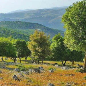 اردن